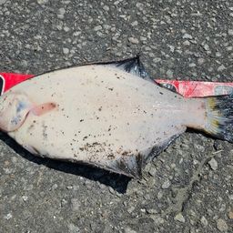 クロガシラガレイ