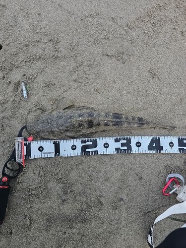 マゴチの釣果