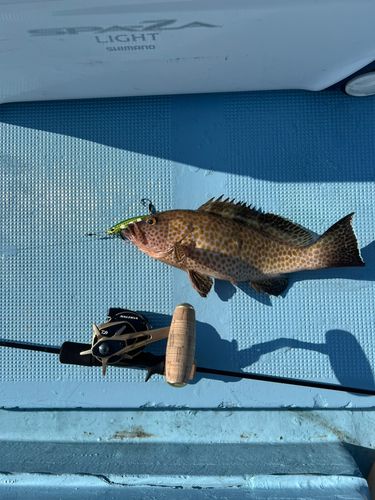 オオモンハタの釣果