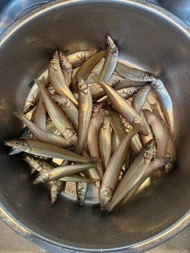 キスの釣果