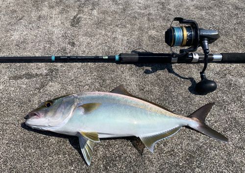 カンパチの釣果