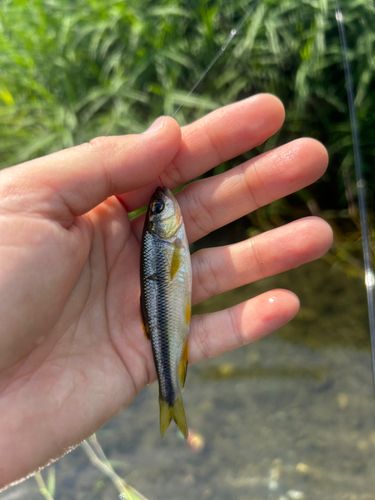 カワムツの釣果