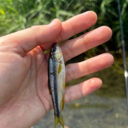 カワムツ
