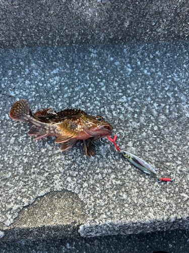 釣果