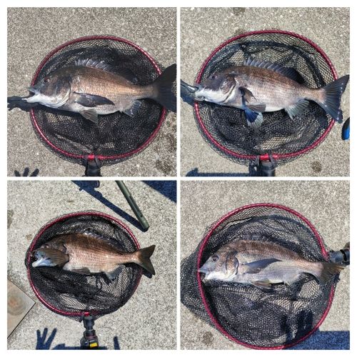 チヌの釣果