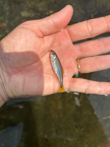 カワムツの釣果