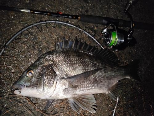 クロダイの釣果