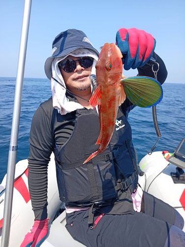 ホウボウの釣果