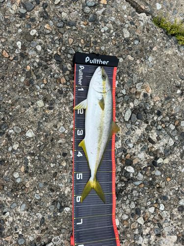 ヒラマサの釣果