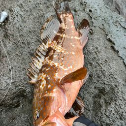 キジハタ