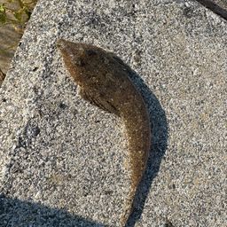 メゴチ