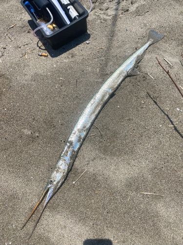 ダツの釣果