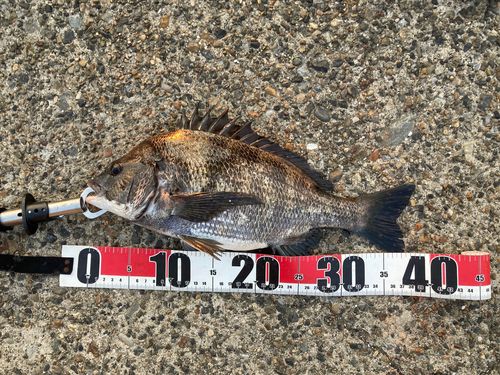 クロダイの釣果