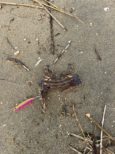 カニの釣果