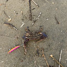 カニ
