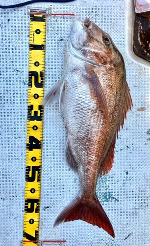 タイの釣果