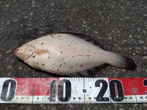 クロガシラガレイの釣果