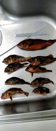 カサゴの釣果