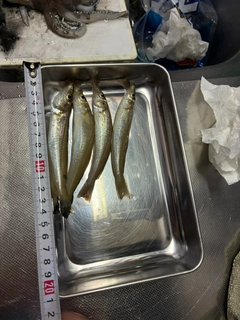 シロギスの釣果