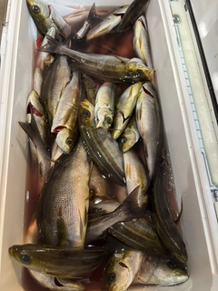 イサキの釣果