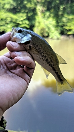 ラージマウスバスの釣果