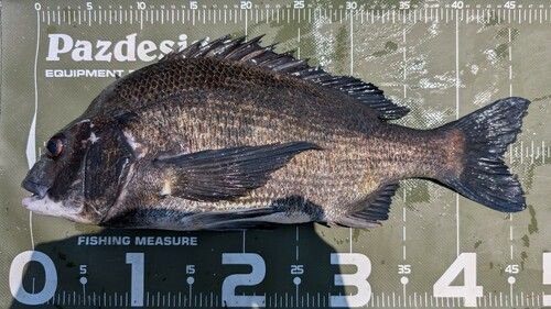 クロダイの釣果