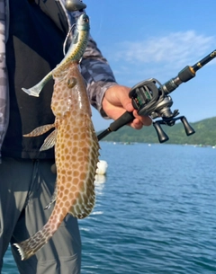 オオモンハタの釣果