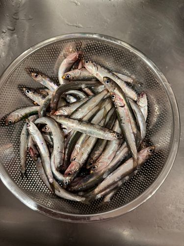 カタクチイワシの釣果