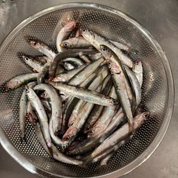 カタクチイワシ