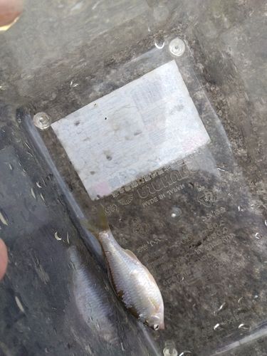 ヤリタナゴの釣果