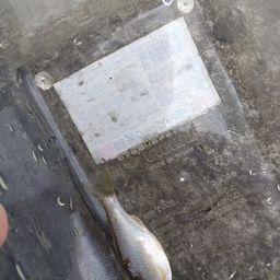 ヤリタナゴ