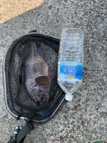 マゾイの釣果