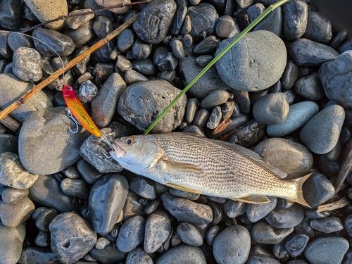 イシモチの釣果