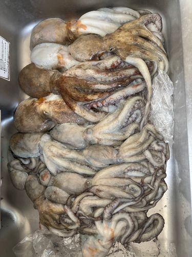 マダコの釣果