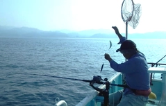 ゴマサバの釣果