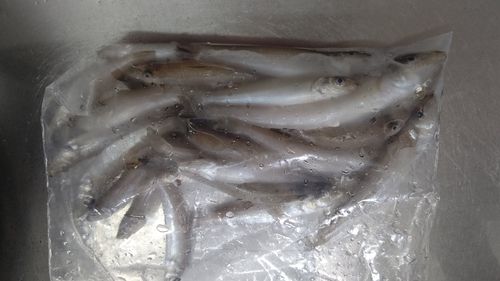 シロギスの釣果