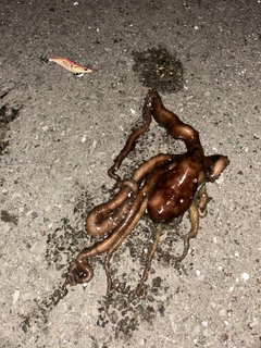 タコの釣果