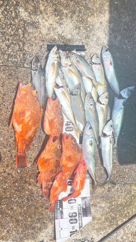 アジの釣果