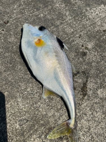 ギマの釣果