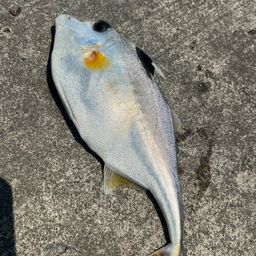 ギマ