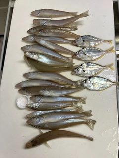 キスの釣果