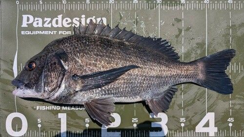 クロダイの釣果