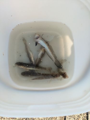ハゼの釣果