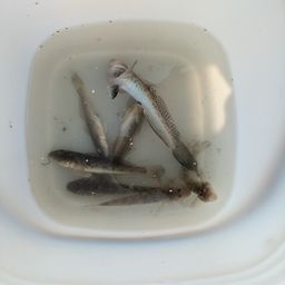 ハゼ
