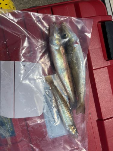 キスの釣果