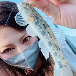 ハゼ
