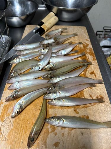 シロギスの釣果