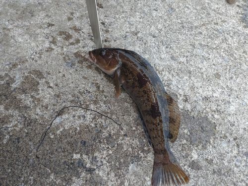 釣果