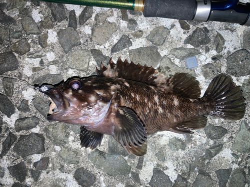 クロソイの釣果