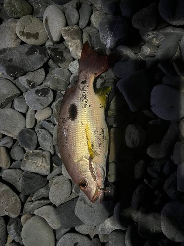 クロホシフエダイの釣果